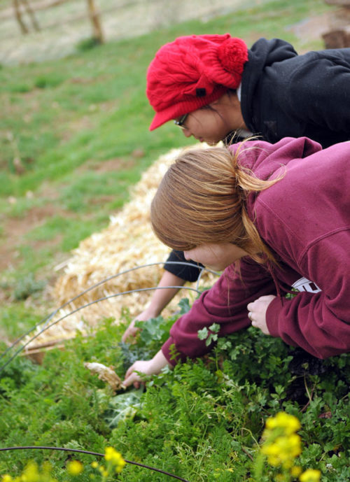 Orme annual fund garden